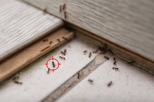 Best Pest Inspection Near Me  in Mayflower, AR